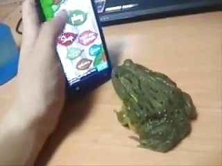 yump frog green