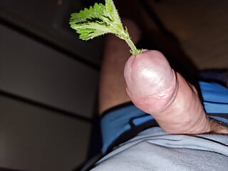 I burn my cock and balls with nettles.