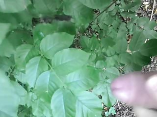 Cumming on forest leaves 