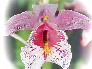 pussy orchid