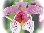 pussy orchid